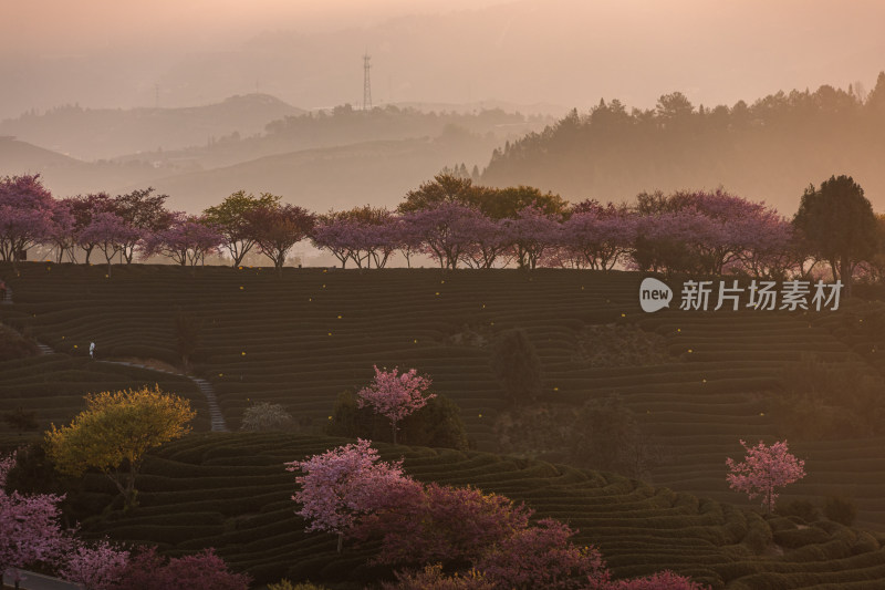 龙岩永福台品樱花茶园