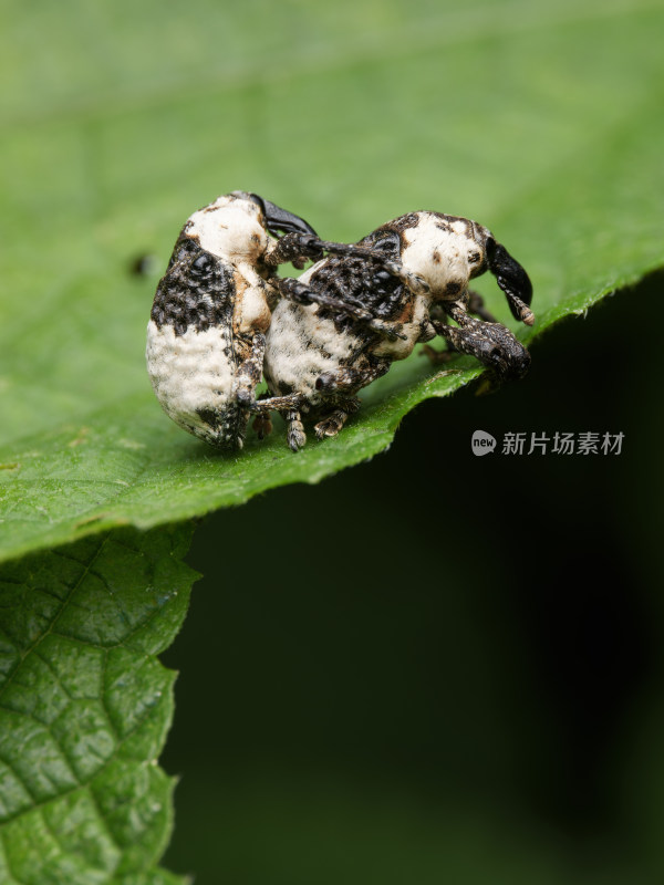 安吉续目生态微距昆虫鸟粪象鼻虫