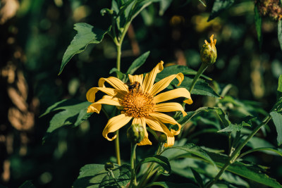 黄花植物肿柄菊