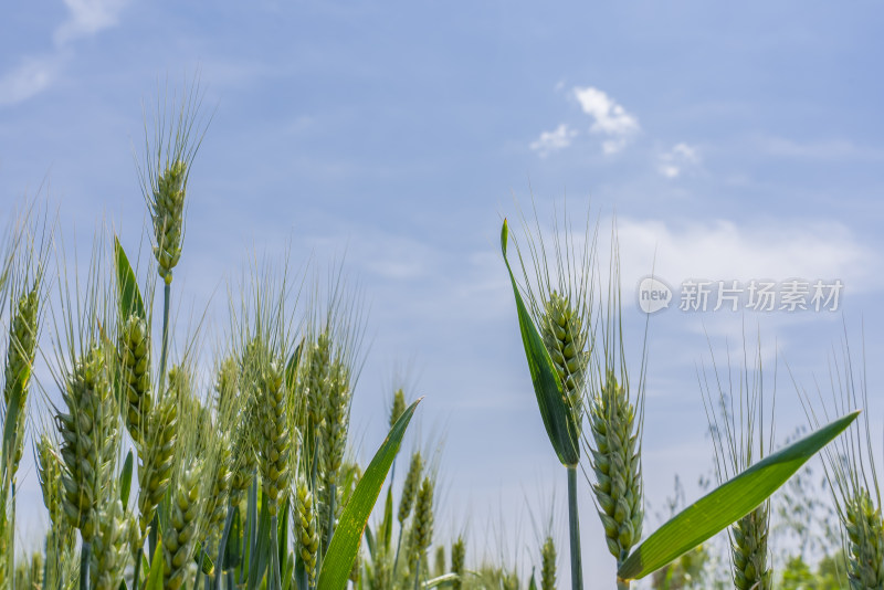 小麦麦穗天空蓝天白云
