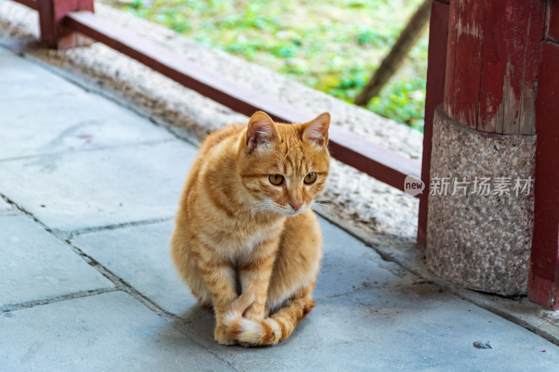 橘色猫咪坐在石板路上的可爱模样