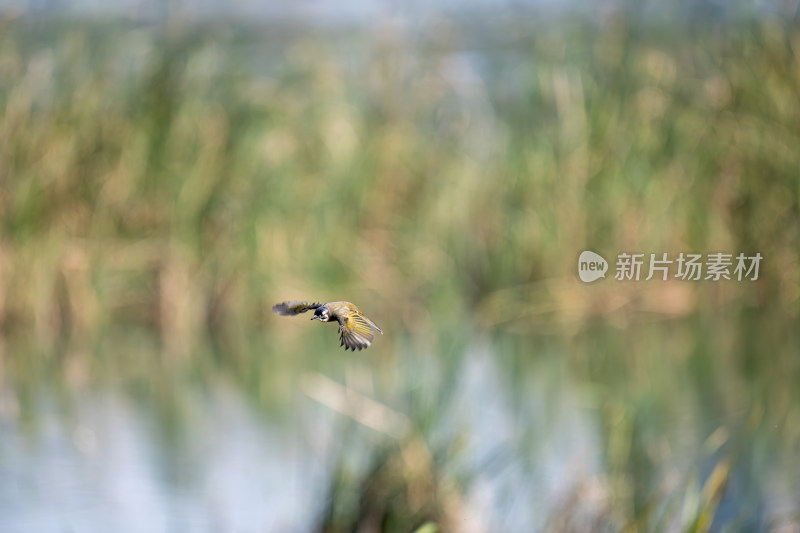 白头鹎（Pycnonotus sinensis）