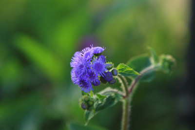 藿香蓟，野花，紫色，植物，绿色