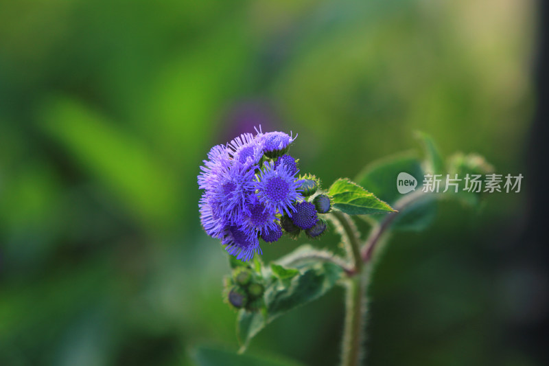 藿香蓟，野花，紫色，植物，绿色