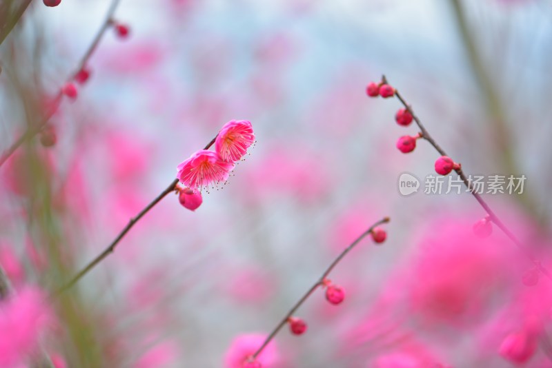 粉色梅花特写