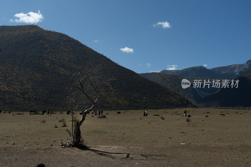 纳帕海草原美景