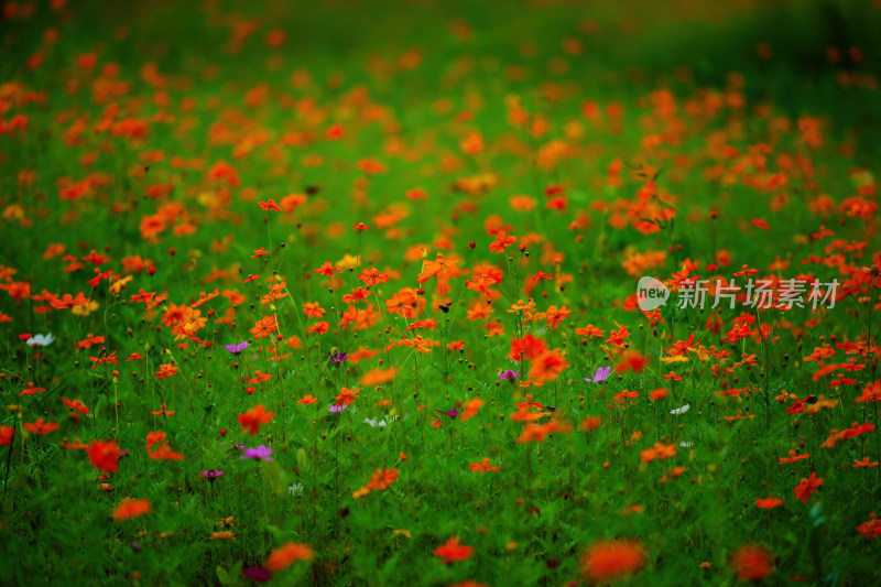 唯美格桑花花丛