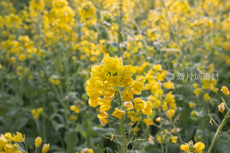 晴朗早晨带着露水油菜花特写