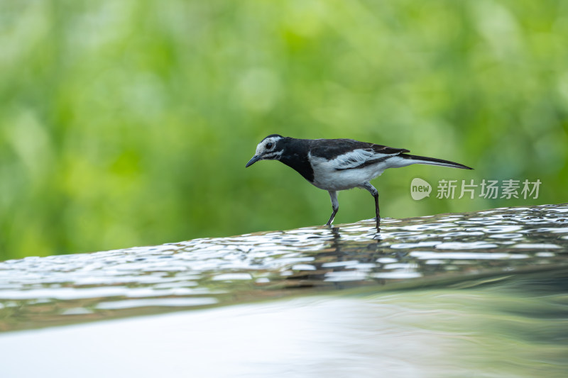 在水里觅食的白鹡鸰