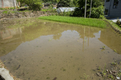 农村种植水稻田