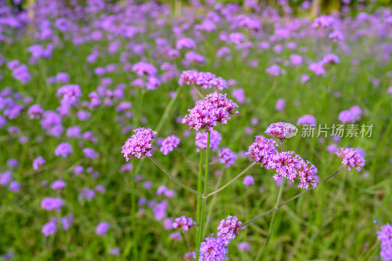 马鞭草的浪漫花海