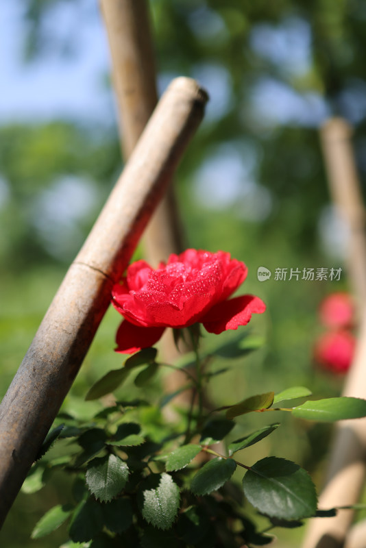 蔷薇科红色月季花