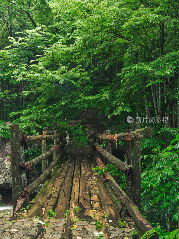 雨中山间竹林宁静步道