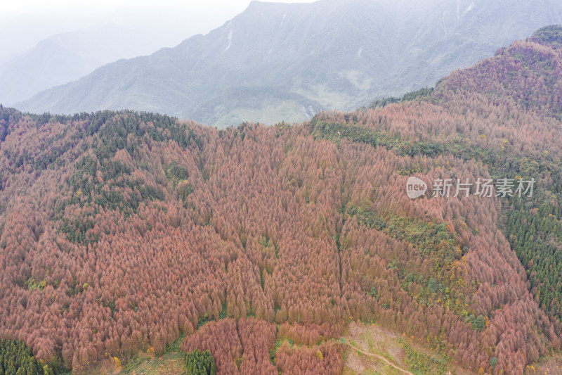 秋日山林的色彩交响彩林风光