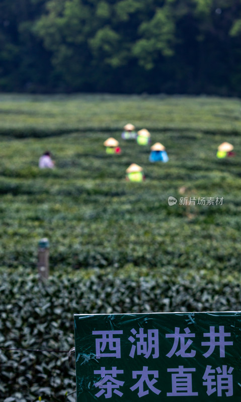 杭州西湖龙井狮峰山茶园采茶