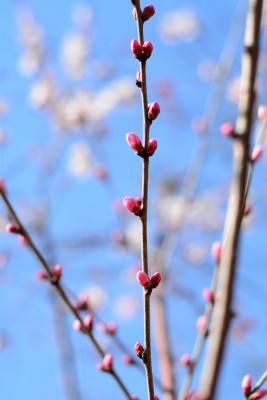 桃花花苞花蕊