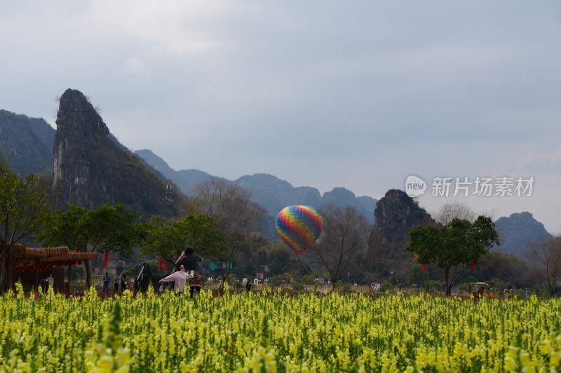 金鱼草缤纷花海