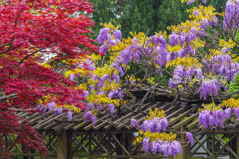 苏州园林狮子林火红色的红枫与紫藤花