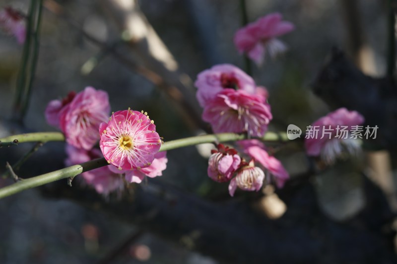 梅花 腊梅 红梅花