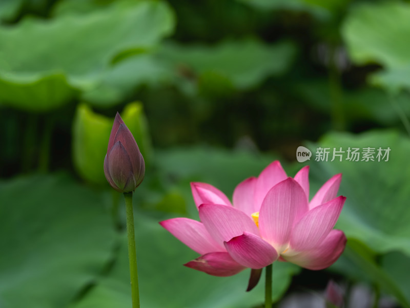 夏季荷塘粉红色莲花盛开