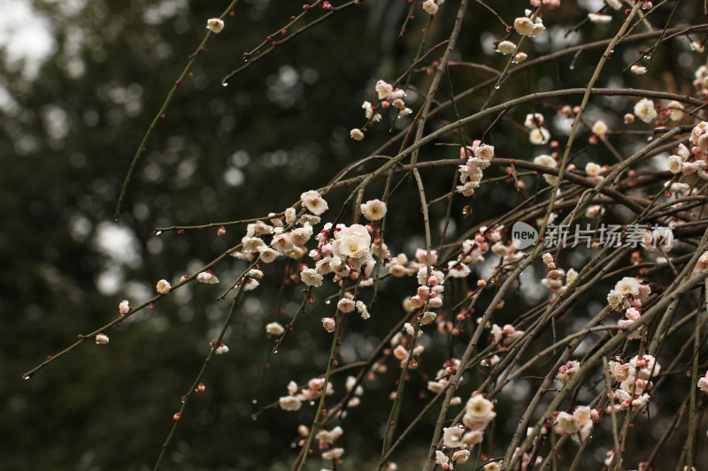 春天白色梅花盛开