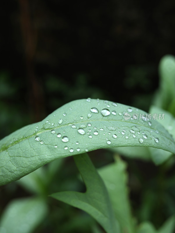 春天绿色的树叶叶子和上面的雨滴水滴露水