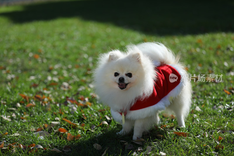 站在草地上穿红色衣服的白色博美犬