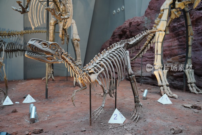 埃雷拉龙恐龙化石标本