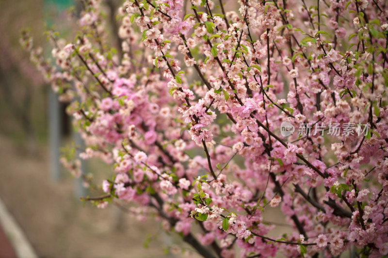 春天的榆叶梅开放花朵