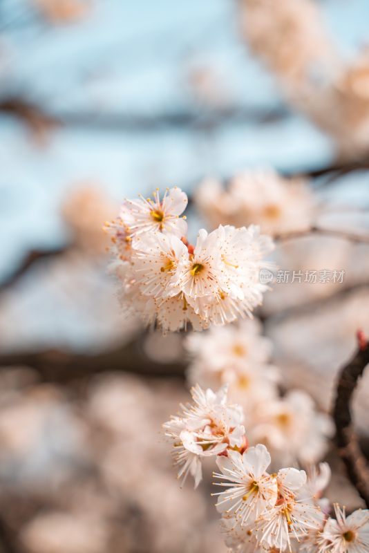 春季盛开的樱花