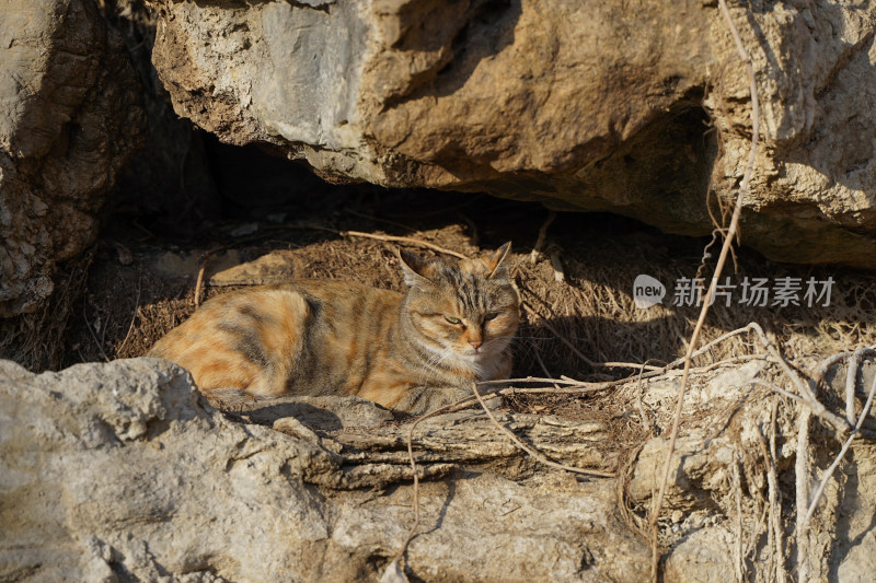 山林中的狸花猫野猫