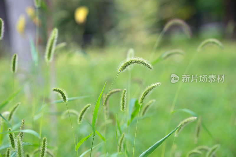 野狗的尾巴草