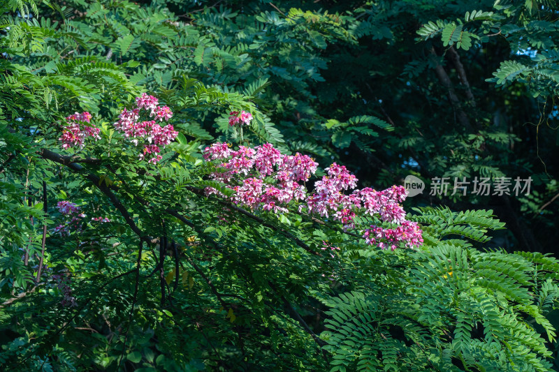 盛开的节荚决明花