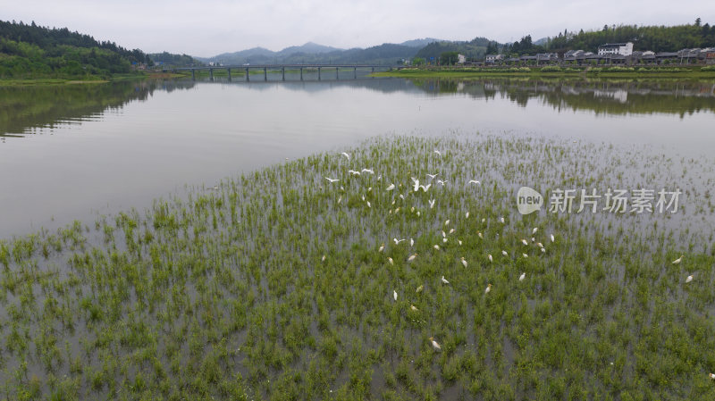 福建泰宁大金湖白鹭湾湿地白鹭