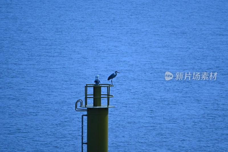 海边孤独的鸟