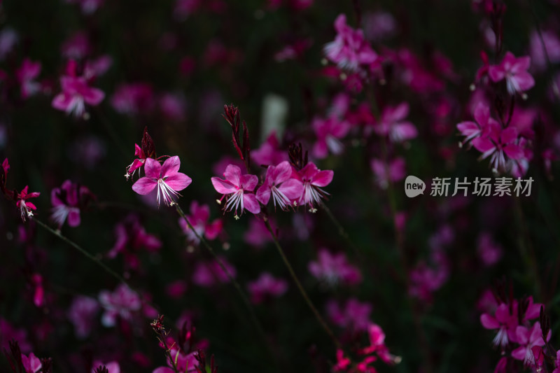 一片繁茂的粉白相间山桃草花朵特写