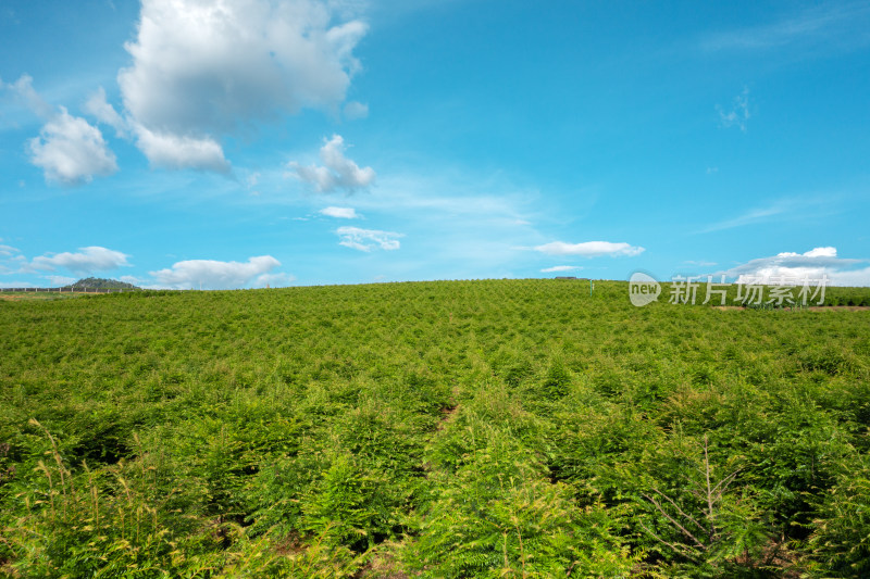 蓝天下的绿色种植园