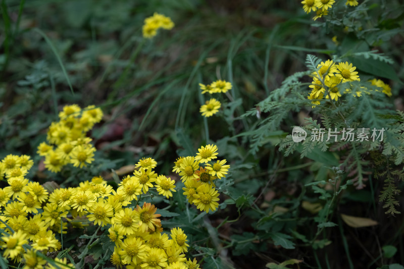 秋天霜降野外菊花