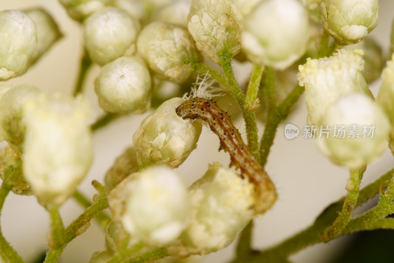 白色花蕾上的毛毛虫特写