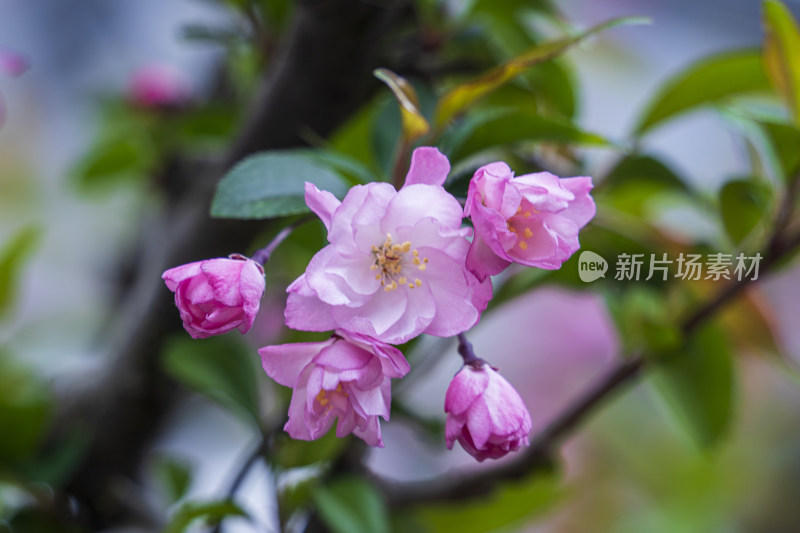 春季苏州园林网师园海棠花开