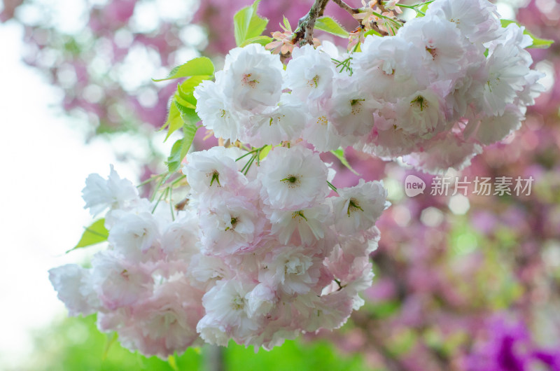 盛开的白色樱花特写