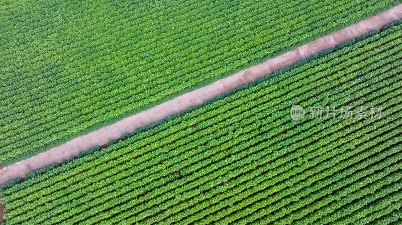 烟草烟叶农业种植绿色三农乡村振兴航拍