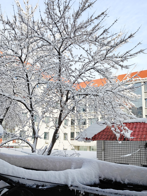 暴雪天银装素裹的树