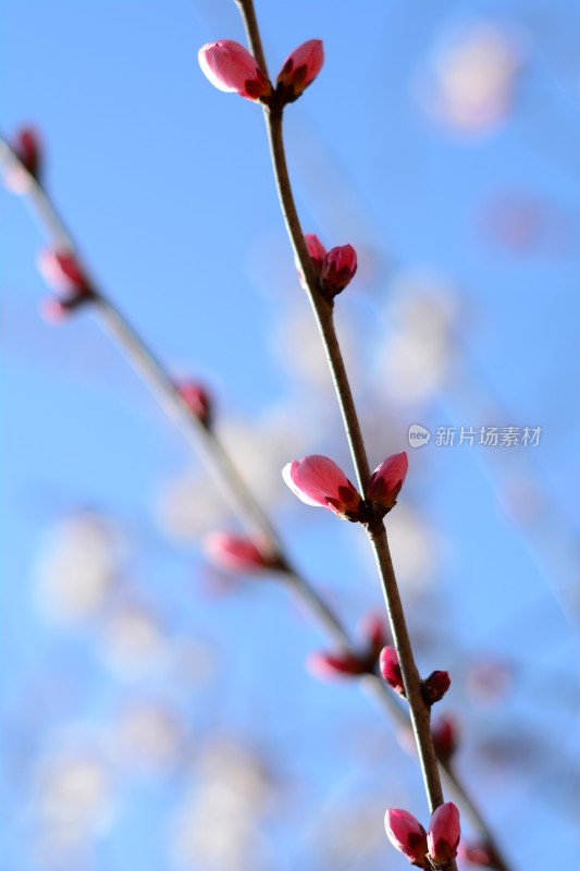 桃花花苞花蕊