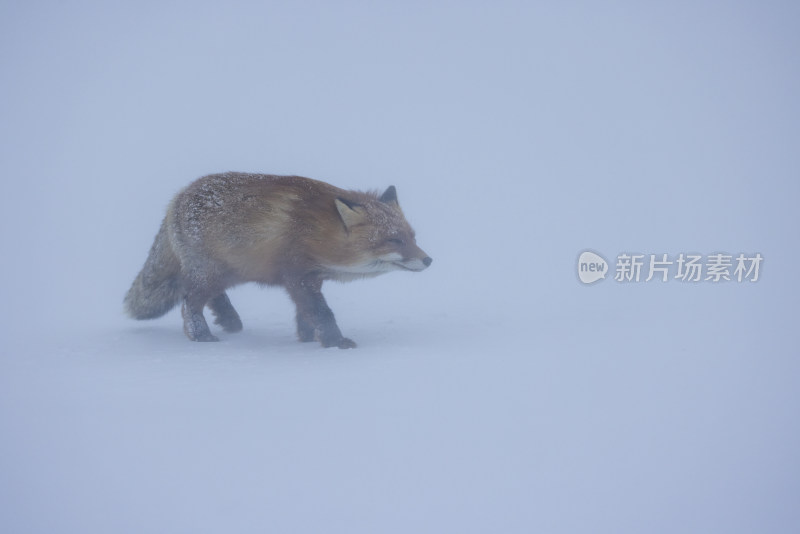 雪地中行走的狐狸