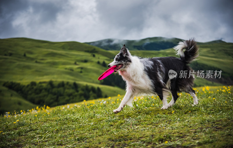 草原上的边境牧羊犬与飞盘