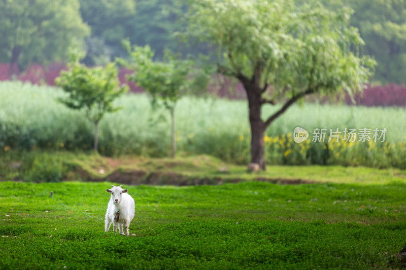 春天草地上的可爱羊