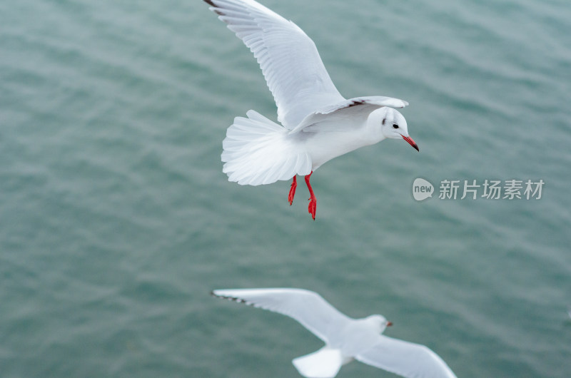 海上翻飞的海鸥