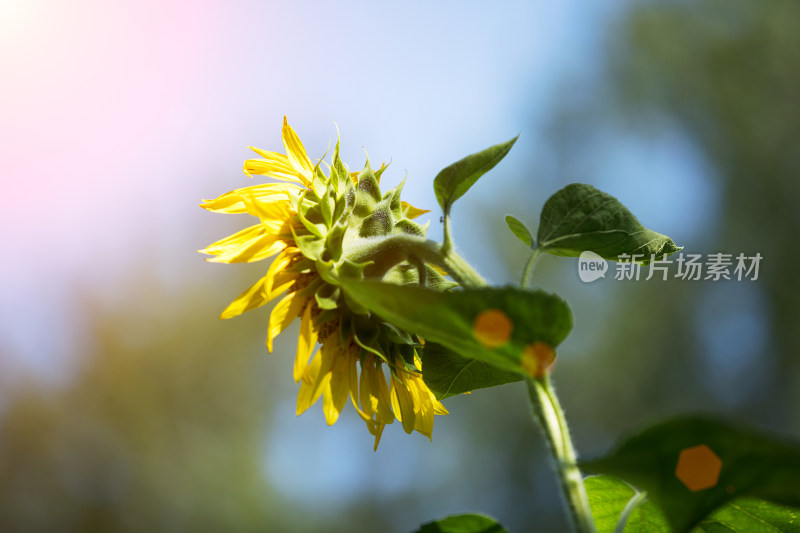 漂亮的向日葵葵花