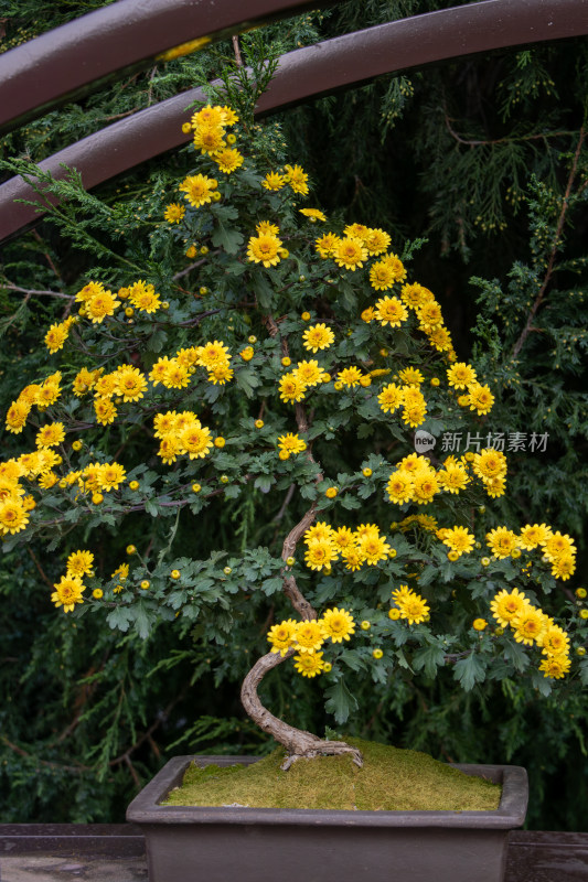 菊花展黄色菊花秋菊盆景特写